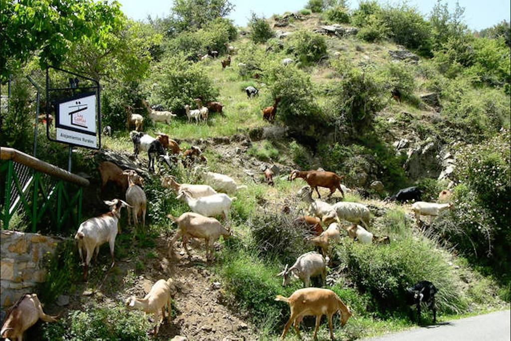 Telecabina Las Catifas Guejar Sierra Ngoại thất bức ảnh